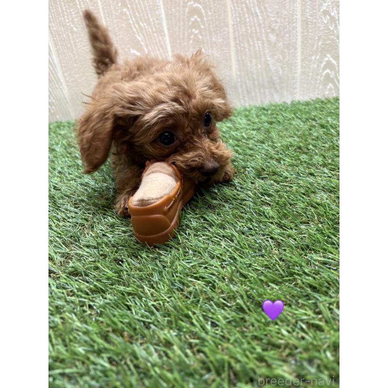 販売中の愛知県のトイプードル-429425の2枚目