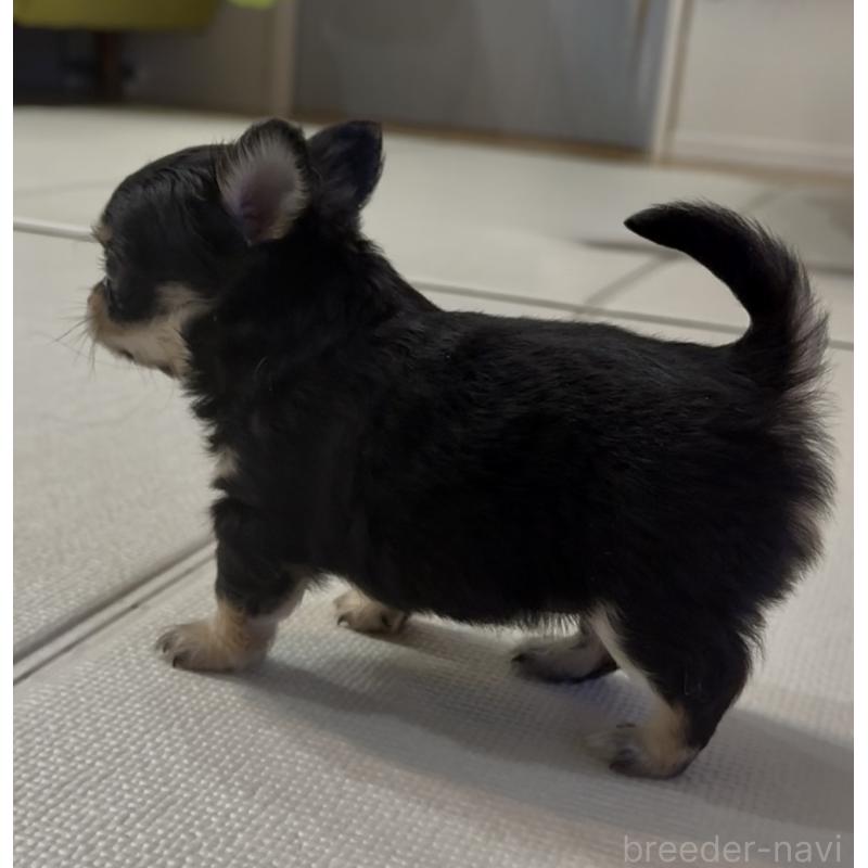 商談中の広島県のチワワ(ロングコート)-440313の8枚目