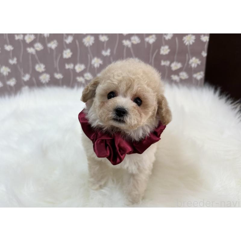 販売中の広島県のティーカッププードル-445919の2枚目