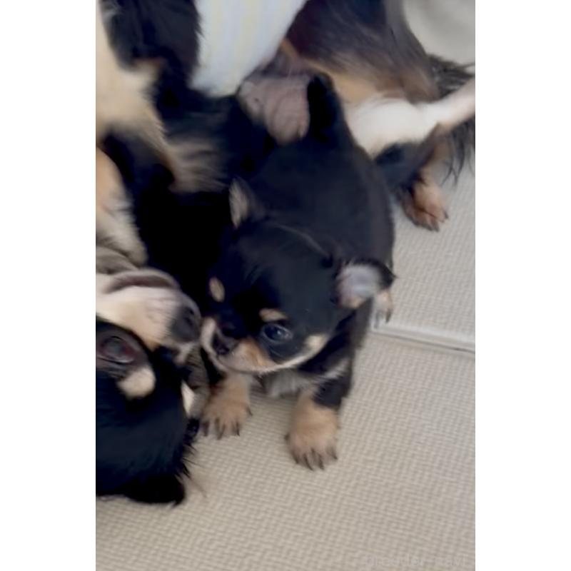 商談中の広島県のチワワ(ロングコート)-440313の7枚目