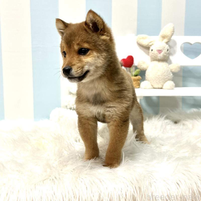 販売中の栃木県の柴犬-445920の11枚目