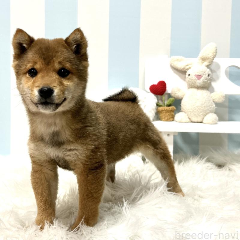 販売中の栃木県の柴犬-445920