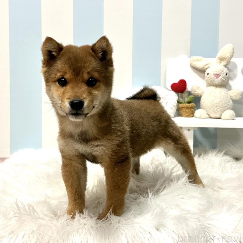 販売中の栃木県の柴犬-445920の10枚目