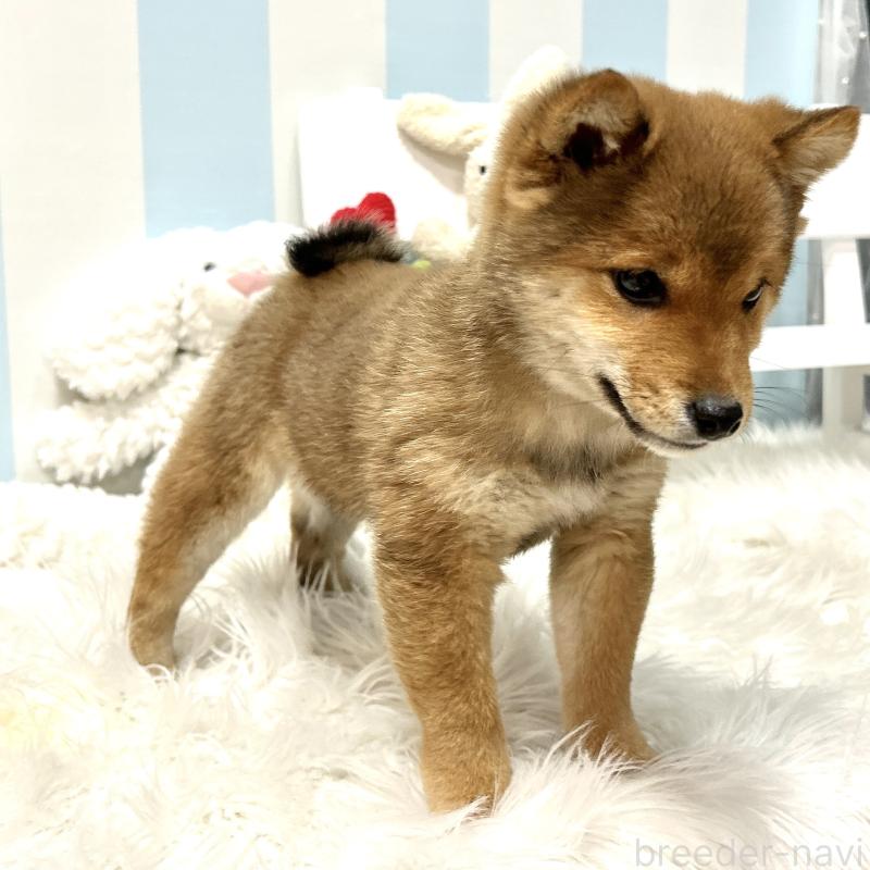 販売中の栃木県の柴犬-445920の9枚目