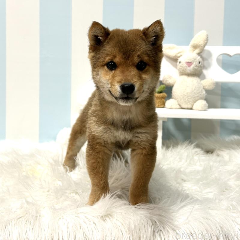 販売中の栃木県の柴犬-445920の8枚目