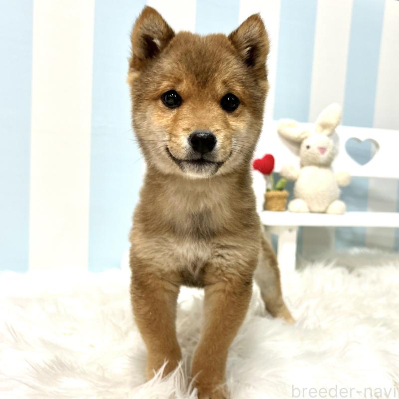 販売中の栃木県の柴犬-445920の6枚目