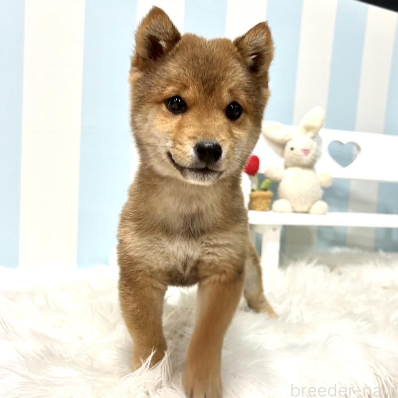 販売中の栃木県の柴犬-445920の5枚目