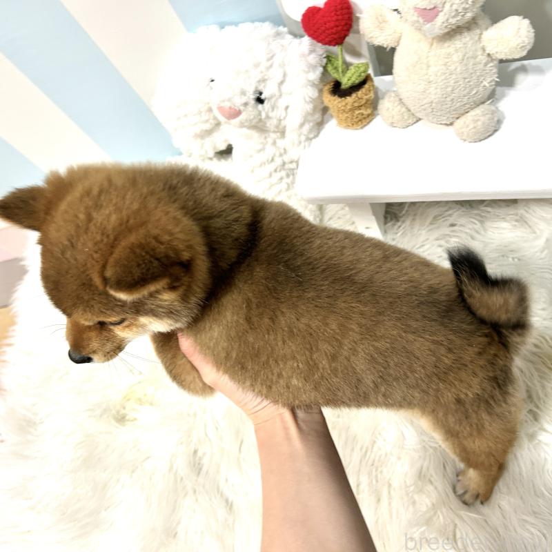 販売中の栃木県の柴犬-445920の2枚目