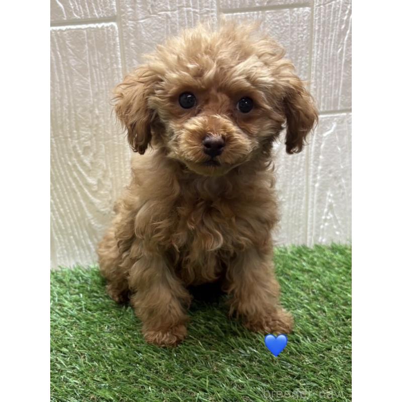 販売中の愛知県のトイプードル-429424