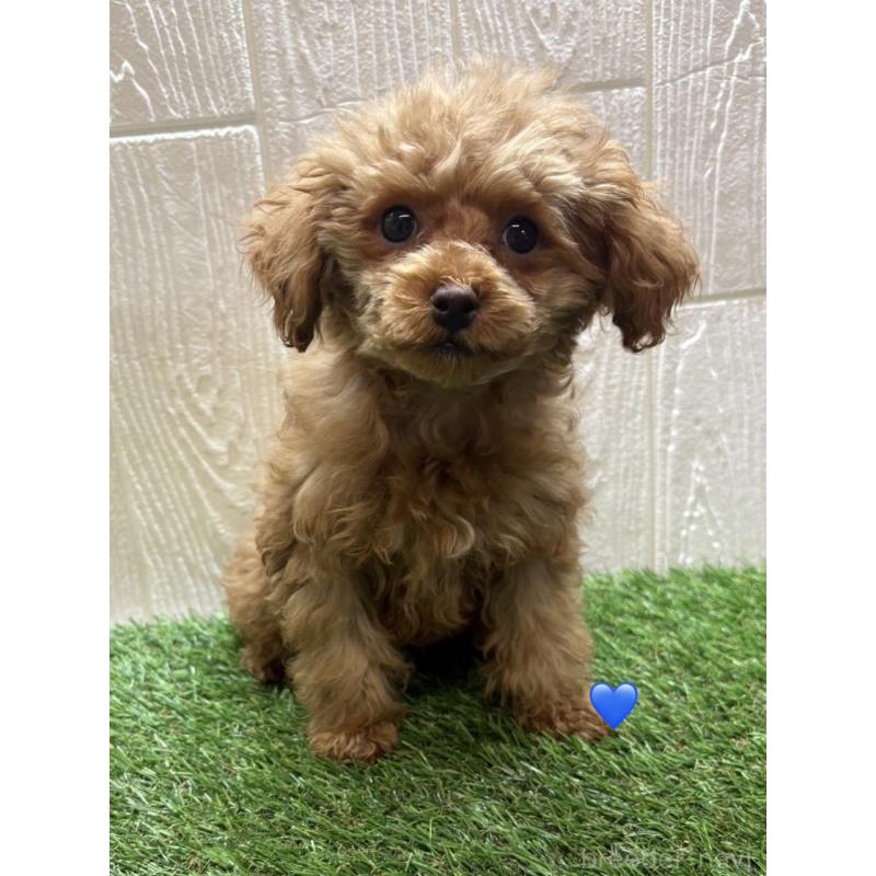 販売中の愛知県のトイプードル-429424の2枚目