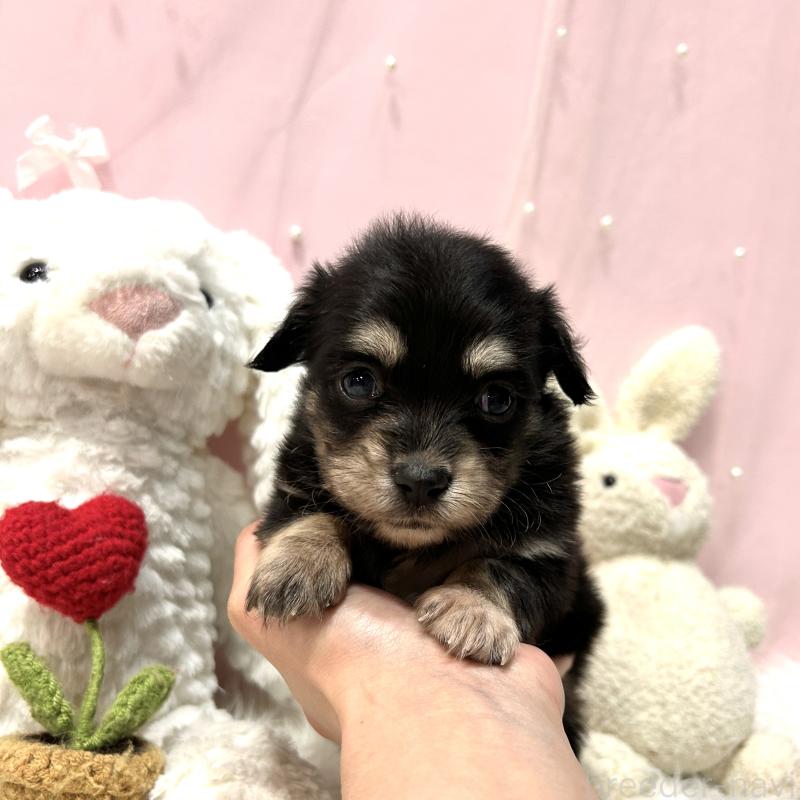 販売中の栃木県のチワックス:チワワ×ミニチュアダックスフンド-445921の11枚目