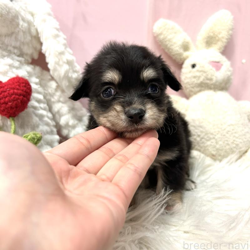 販売中の栃木県のチワックス:チワワ×ミニチュアダックスフンド-445921の8枚目