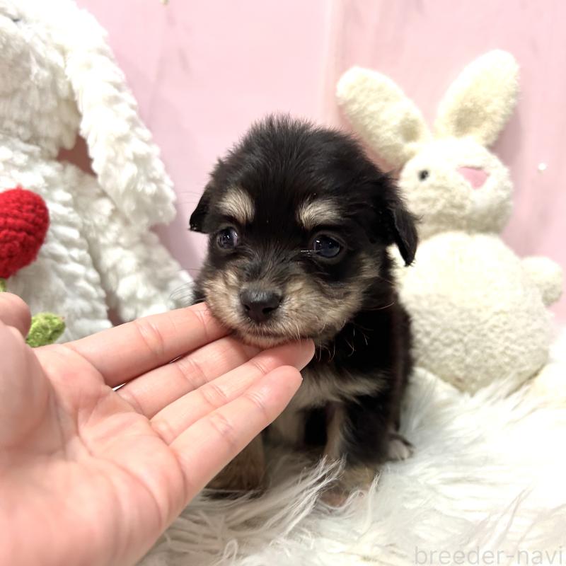 販売中の栃木県のチワックス:チワワ×ミニチュアダックスフンド-445921の7枚目