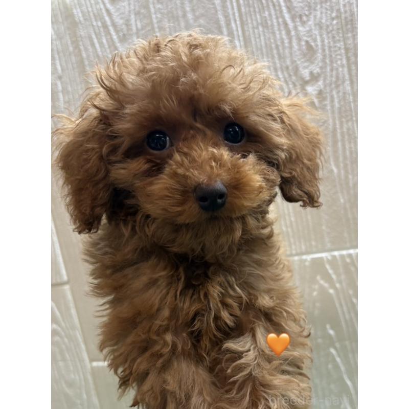 販売中の愛知県のトイプードル-429423