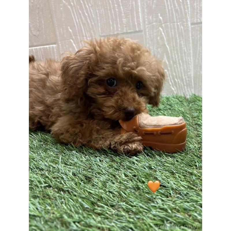 販売中の愛知県のトイプードル-429423の3枚目