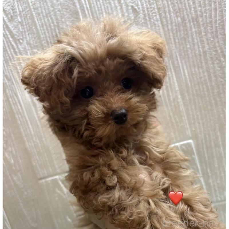 販売中の愛知県のトイプードル-429420の5枚目