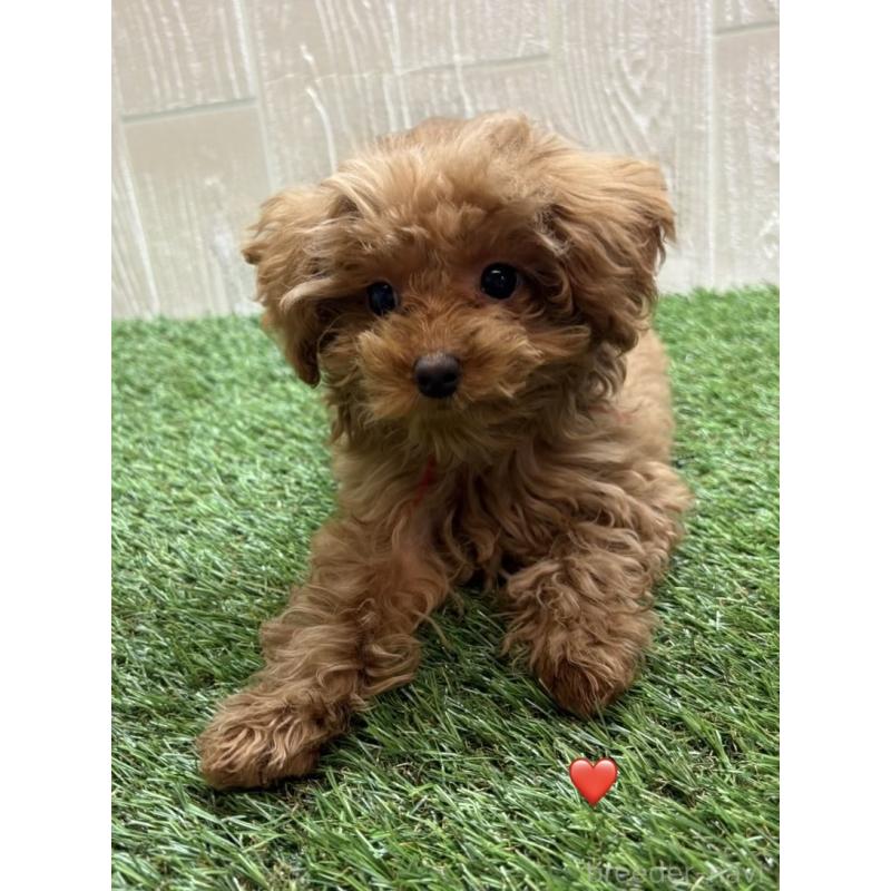 販売中の愛知県のトイプードル-429420の4枚目