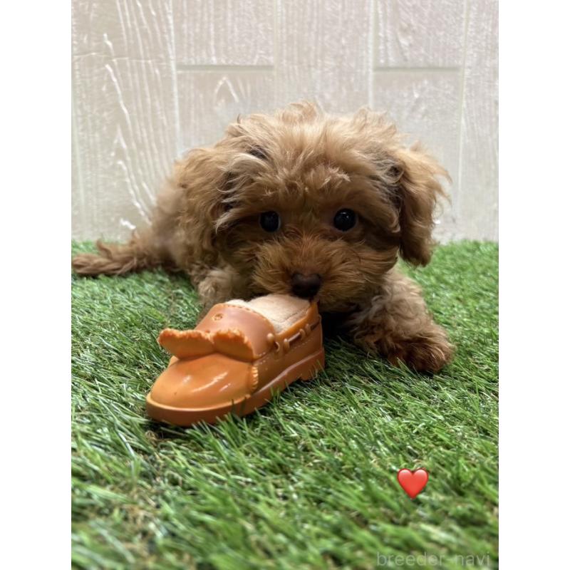 販売中の愛知県のトイプードル-429420の2枚目