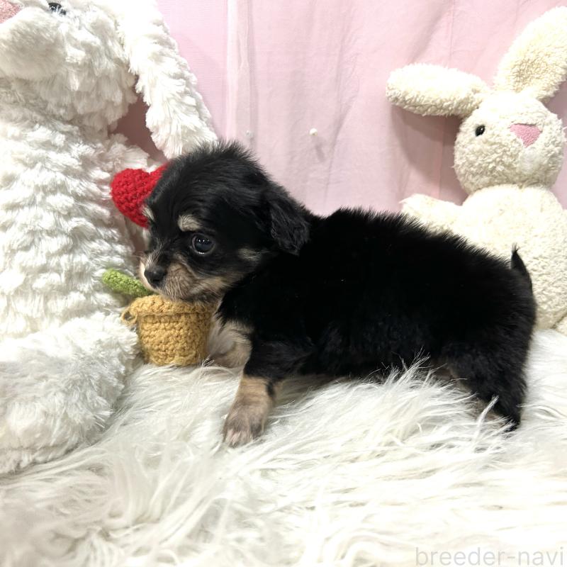 販売中の栃木県のチワックス:チワワ×ミニチュアダックスフンド-445922の11枚目