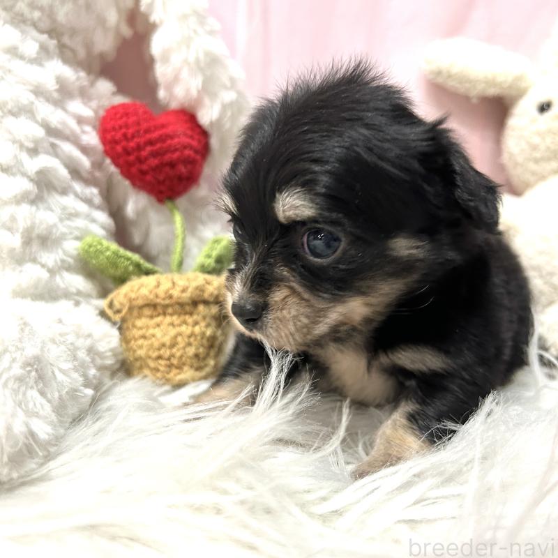 販売中の栃木県のチワックス:チワワ×ミニチュアダックスフンド-445922の10枚目