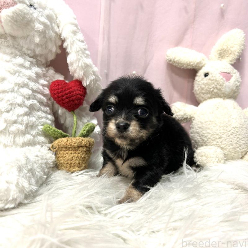 販売中の栃木県のチワックス:チワワ×ミニチュアダックスフンド-445922の9枚目