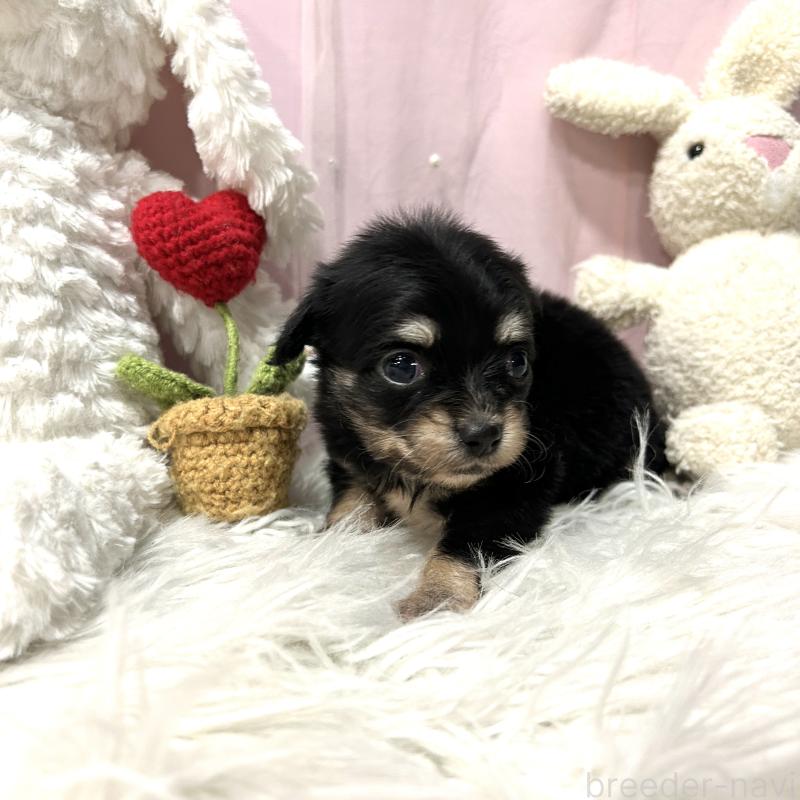 販売中の栃木県のチワックス:チワワ×ミニチュアダックスフンド-445922の8枚目