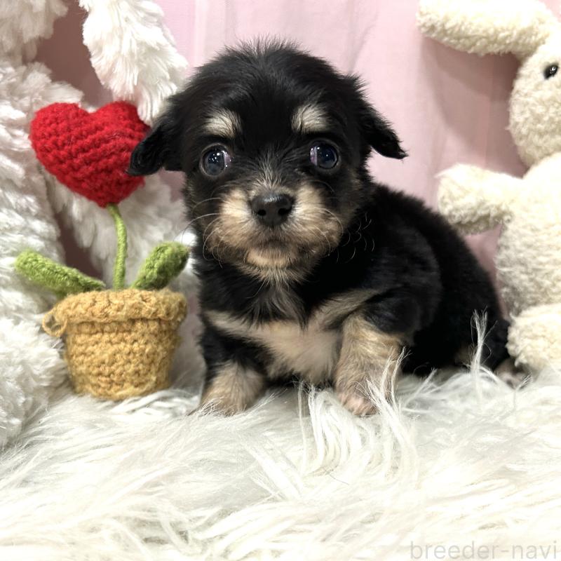 販売中の栃木県のチワックス:チワワ×ミニチュアダックスフンド-445922の7枚目