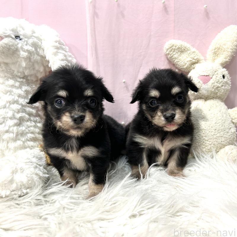 販売中の栃木県のチワックス:チワワ×ミニチュアダックスフンド-445922の6枚目