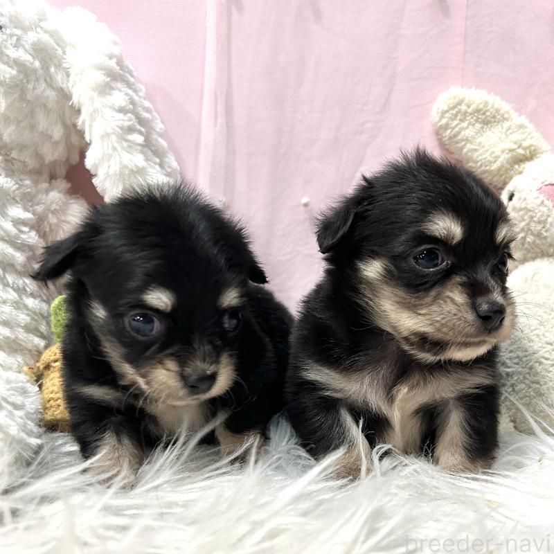 販売中の栃木県のチワックス:チワワ×ミニチュアダックスフンド-445922の2枚目