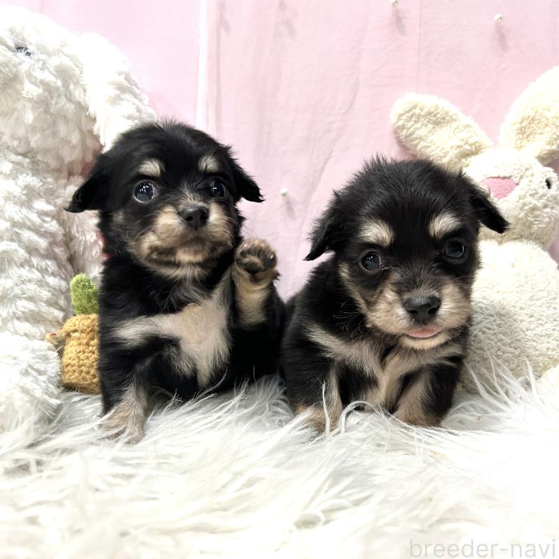 販売中の栃木県のチワックス:チワワ×ミニチュアダックスフンド-445921の5枚目