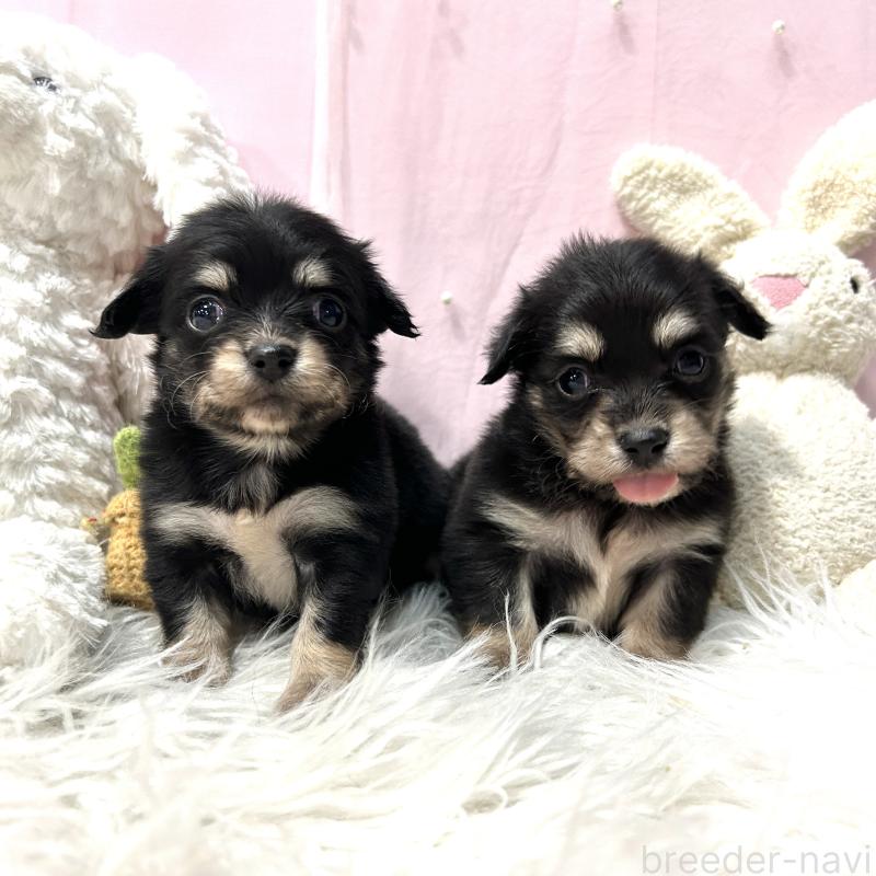 販売中の栃木県のチワックス:チワワ×ミニチュアダックスフンド-445921の4枚目