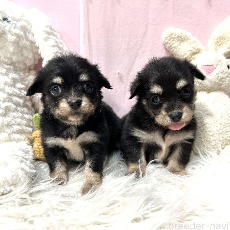 販売中の栃木県のチワックス:チワワ×ミニチュアダックスフンド-445921の3枚目