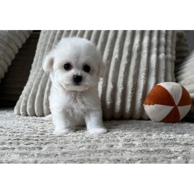 販売中の三重県のビションフリーゼ-435356