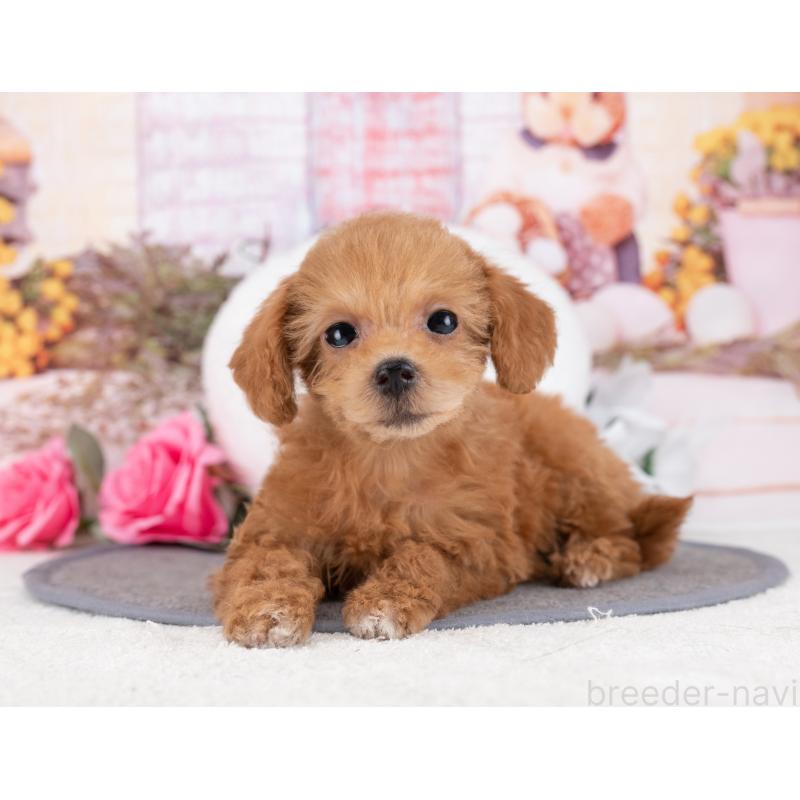 販売中の岐阜県のタイニープードル-445925の7枚目