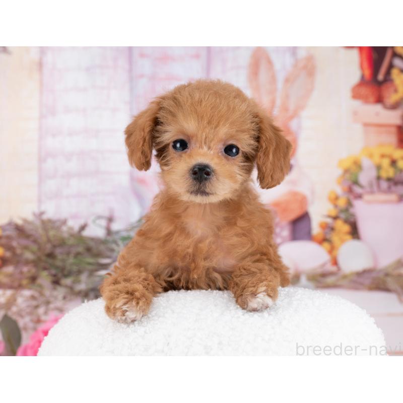 販売中の岐阜県のタイニープードル-445925の6枚目