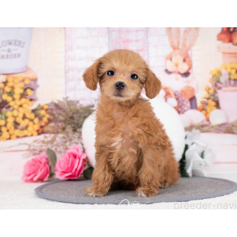 販売中の岐阜県のタイニープードル-445925の4枚目