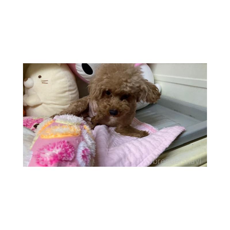 販売中の富山県のトイプードル-445927の3枚目