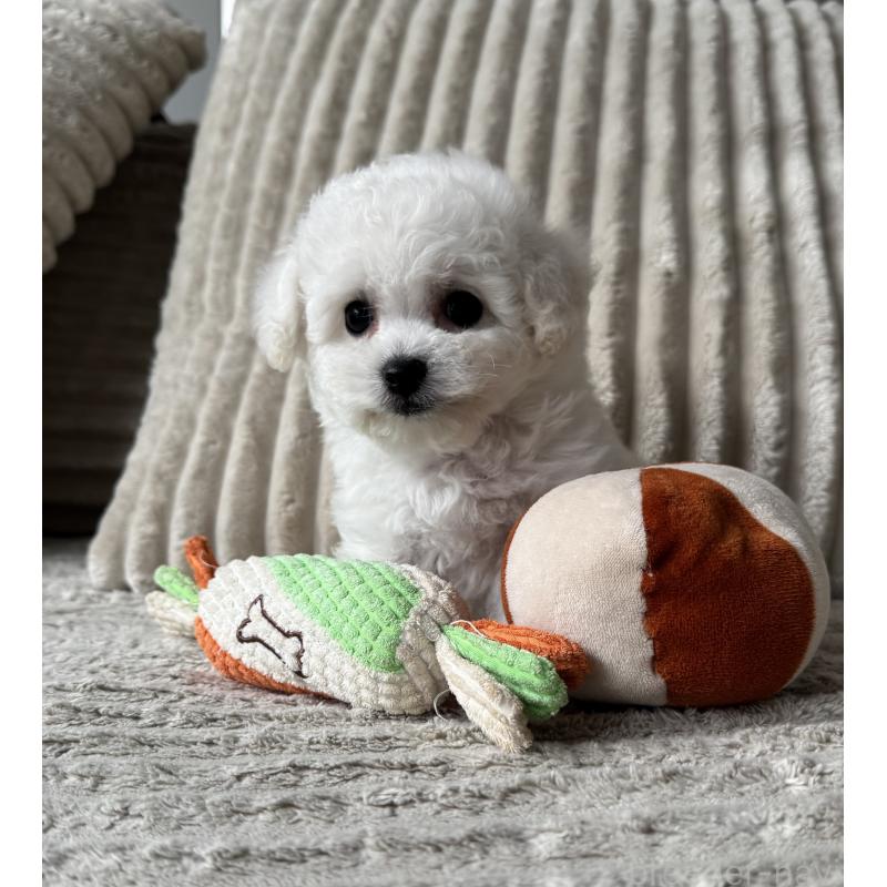 販売中の三重県のビションフリーゼ-445926の1枚目