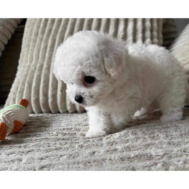 販売中の三重県のビションフリーゼ-445926の5枚目