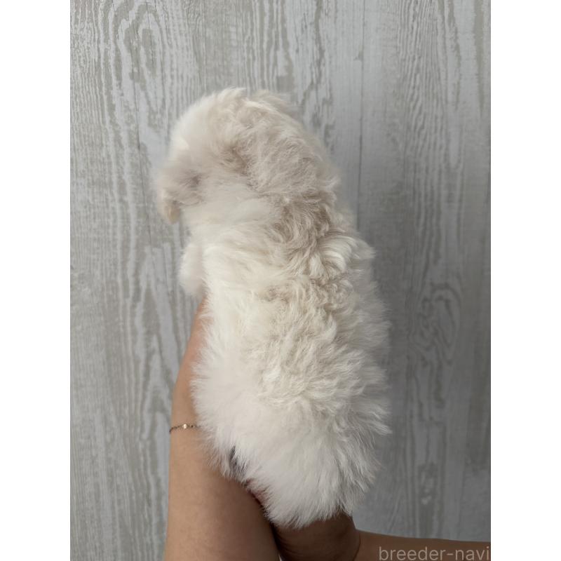 販売中の三重県のビションフリーゼ-445926の3枚目