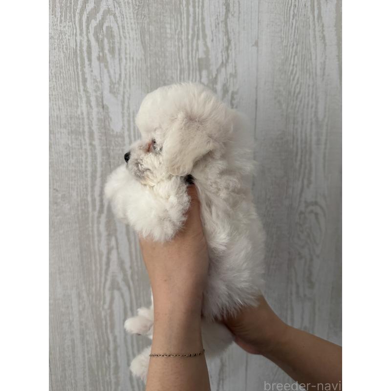 販売中の三重県のビションフリーゼ-445926の2枚目