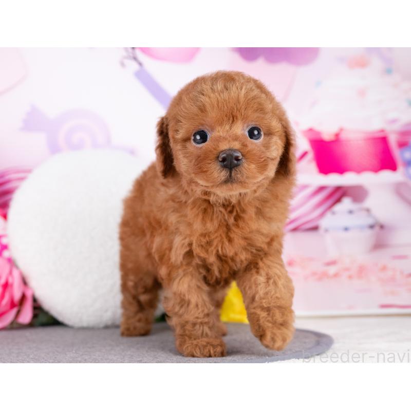 販売中の岐阜県のトイプードル-445928の7枚目