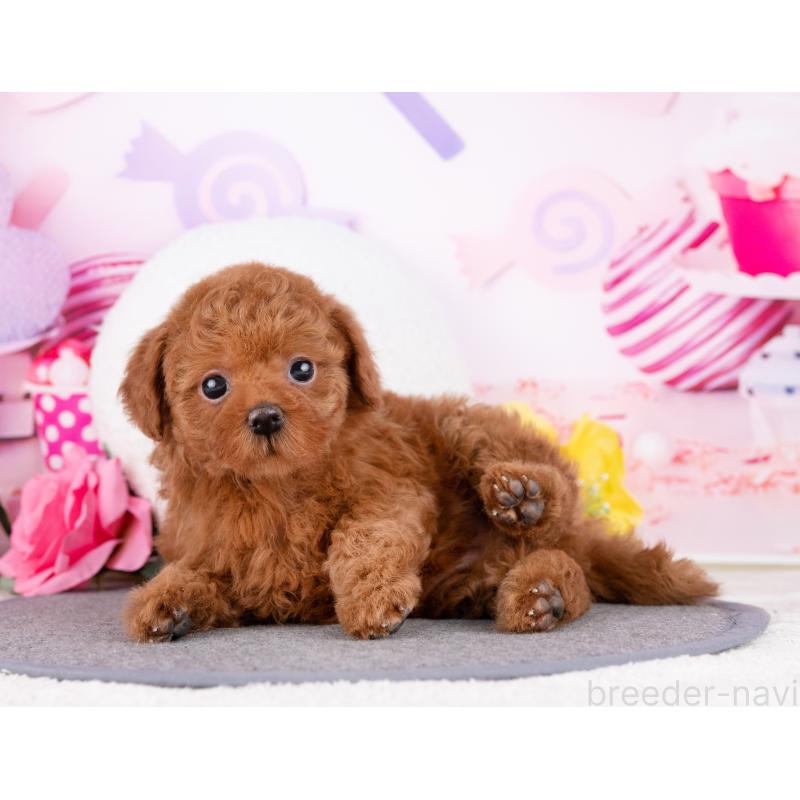 販売中の岐阜県のトイプードル-445928の6枚目