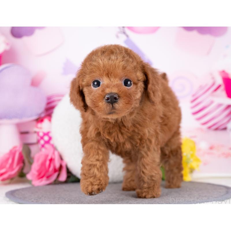 販売中の岐阜県のトイプードル-445928の5枚目