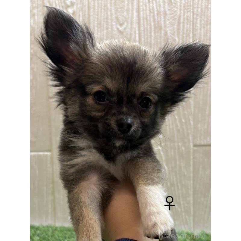 販売中の愛知県のチワワ(ロングコート)-436860