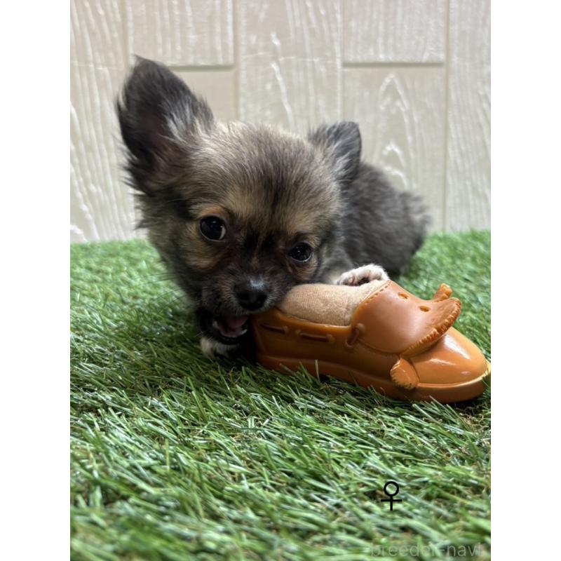 販売中の愛知県のチワワ(ロングコート)-436860の2枚目