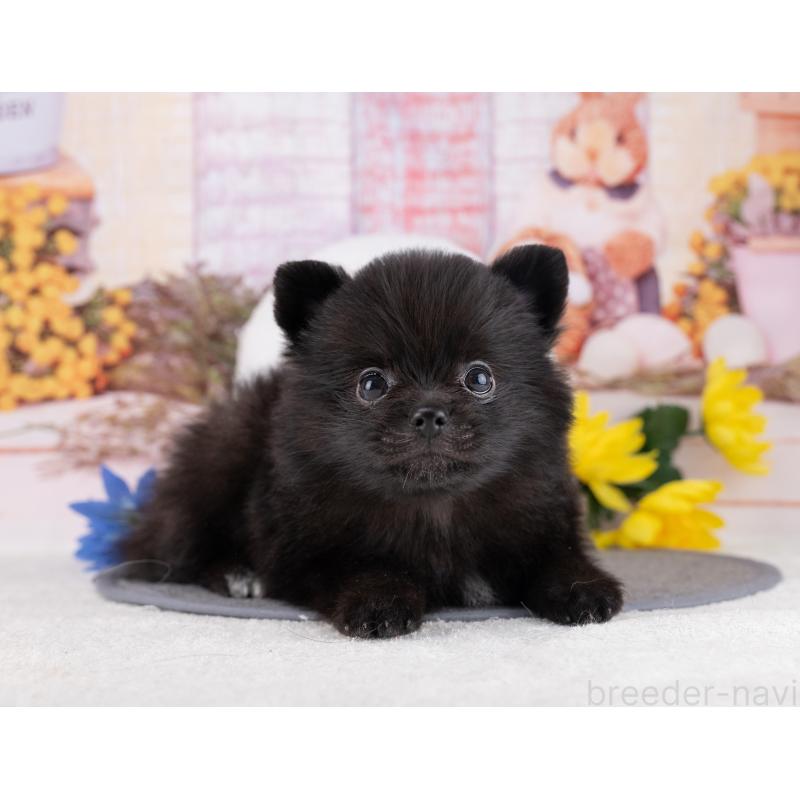 販売中の岐阜県のポメラニアン-445929の7枚目