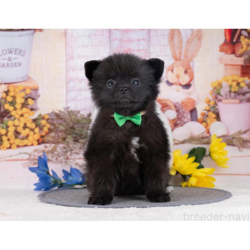 販売中の岐阜県のポメラニアン-445929の6枚目