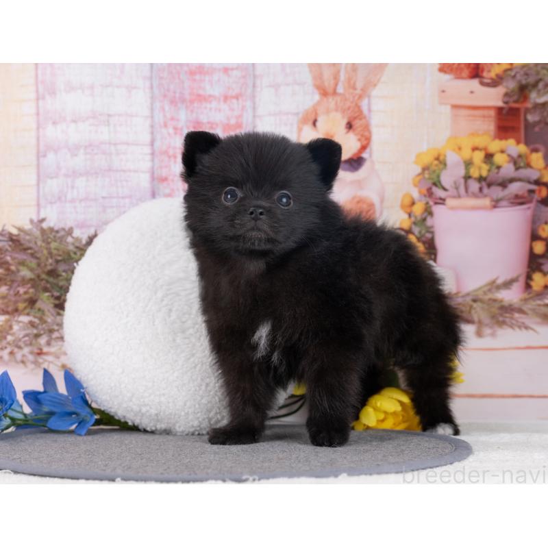 販売中の岐阜県のポメラニアン-445929の5枚目