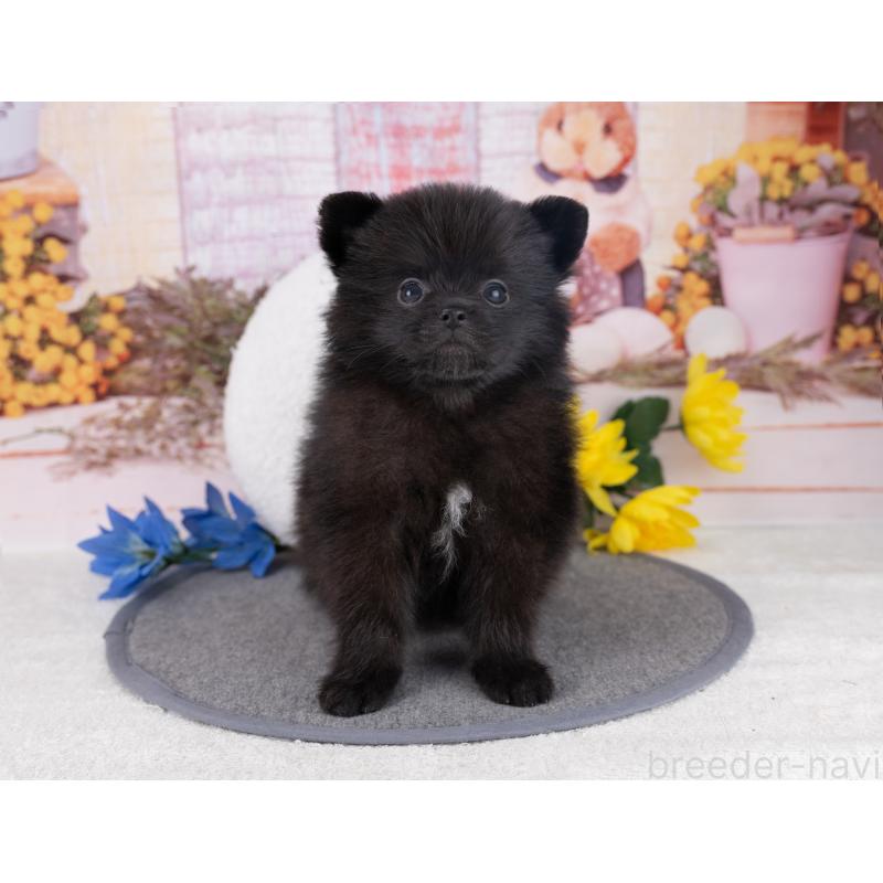 販売中の岐阜県のポメラニアン-445929の4枚目